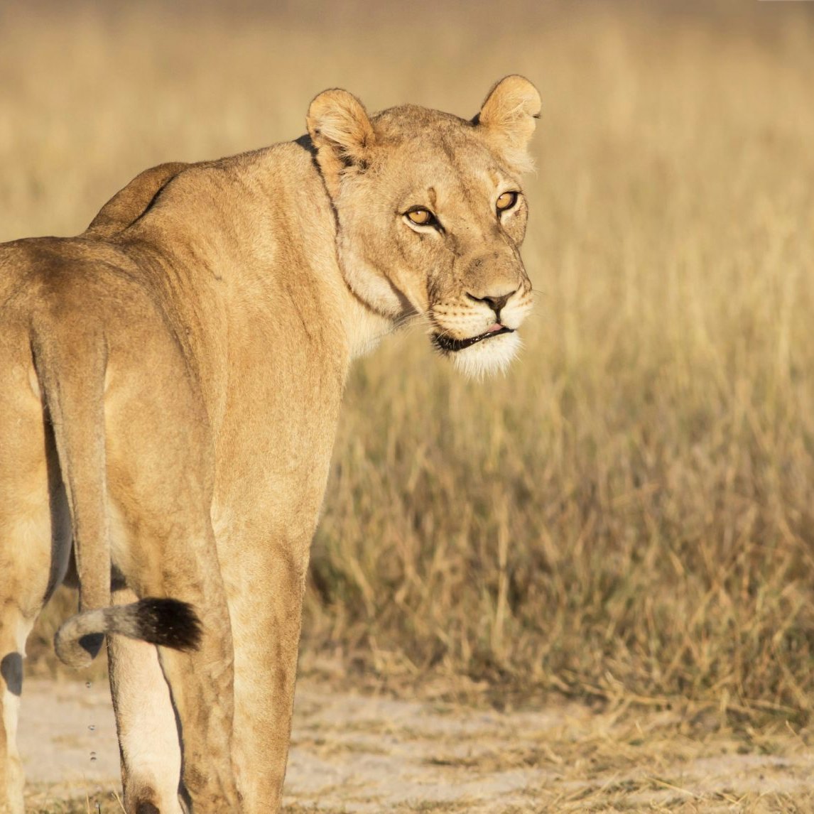 portrait of a lioness standing in the dry grassland of Khutse Game Reserve, Botswana, Africa; Shutterstock ID 220553704; your: Bridget Brown; gl: 65050; netsuite: Online Editorial; full: POI Image Update